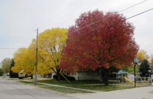 image006